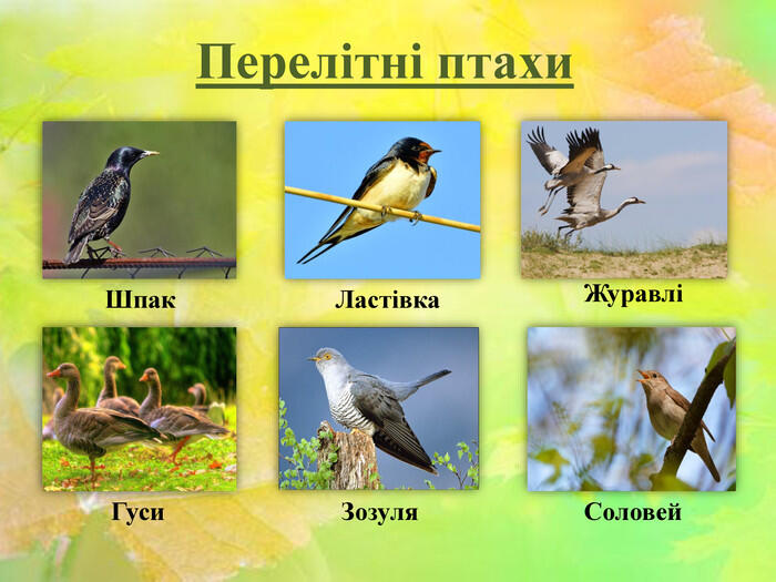 Картинки по запросу "перелітні птахи"