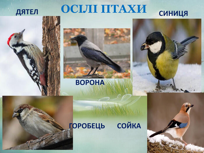 Картинки по запросу "осілі птахи"