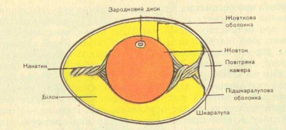Блог вчителя біології : Будова яйця птаха.