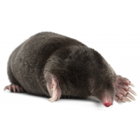040112mm-a068-200x200.png