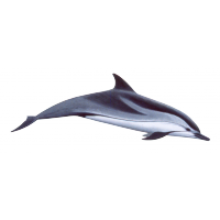 040112sy-33aa-200x200.png