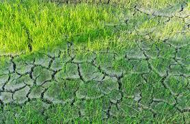 Premium Photo | Rice fields grown on cracked soil without water.