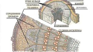  БУДОВА СТЕБЛА. Біологія 6 клас.