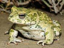 Ропуха середньоазійська - Wikiwand