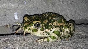 Ропуха зелена (Pseudepidalea viridis (Laurenti, 1768)), вид, що поширений на території Чернівецької області.