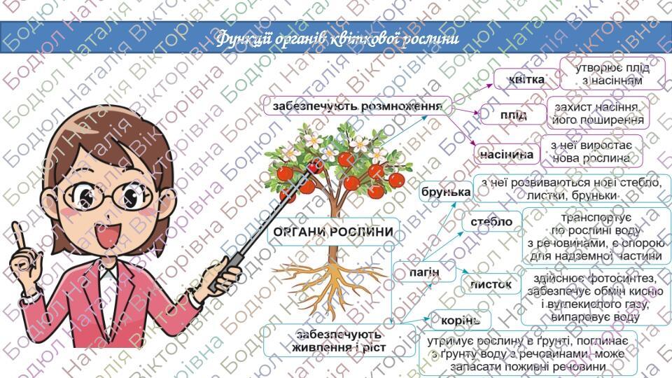 Презентація "Які органи у квіткової рослини" 5 клас НУШ | Презентація ...