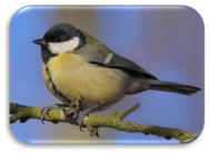 04011w1n-3223-189x138.png