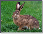 04011w87-9a06-166x132.png