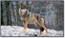 04011w9f-0de5-215x125.png