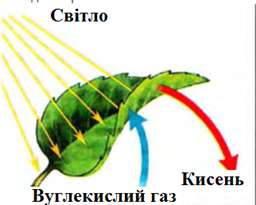 04011wt5-4ad2-256x205.png
