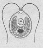 04011wu7-1bea-138x156.png