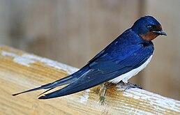 04011yw0-1f16-499x319.jpg