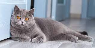 8 Gorgeous Grey Cat Breeds (With Pictures) - All About Cats