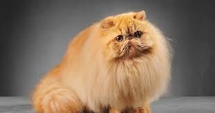 Persian cat breed information and advice. - Your Cat