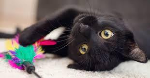 5 Fascinating Facts About Black Cats - Pumpkin®
