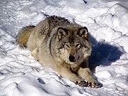 04012399-9ccb-180x135.jpg