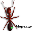 040124z1-50fc-119x104.png