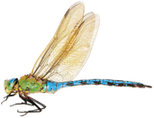 0401257e-1b30-171x131.png