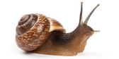 040125jr-6c7a-168x84.png