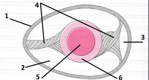 040127r4-5fda-296x159.png