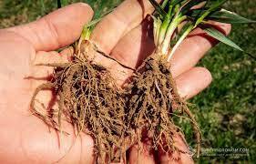 Кореневі та прикореневі гнилі колосових: міфи та реальність — SuperAgronom.com
