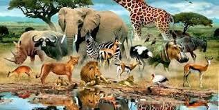 Конспект уроку "Тварини . Різноманітність тварин " Гільберг 3 клас |  Конспект. Природознавство