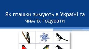 Як пташки зимують в Україні та чим їх годувати. Презентація