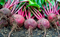 04012n17-674c-210x131.png