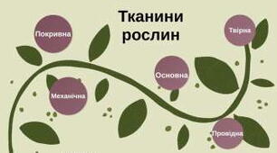 Контрольна робота "Тканини та вегетативні органи рослин, їхні функції" В-2 (Інтелект)