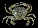 040136vd-7322-156x117.jpg