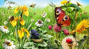 Die Natur um uns herum. Wiederholung