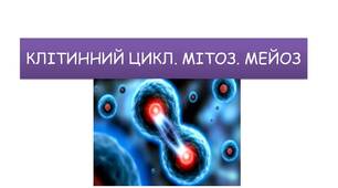 (Копія) (Копія) КЛІТИННИЙ ЦИКЛ. МІТОЗ. МЕЙОЗ