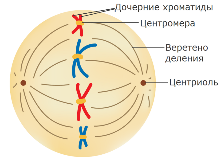 Прикрепление микротрубочек к центромерам хромосом