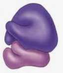 040139gs-5443-127x147.png
