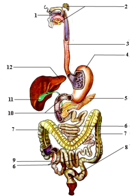 04013aot-1bc1-271x396.png