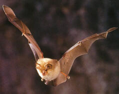 04013fu9-402c-238x188.jpg