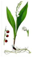 04013iuo-53d9-107x189.png