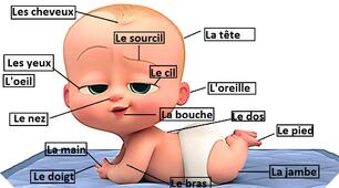 Les parties du corps