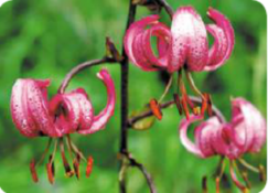 04013reg-e2d4-243x175.png