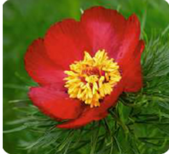 04013rg7-517d-243x222.png
