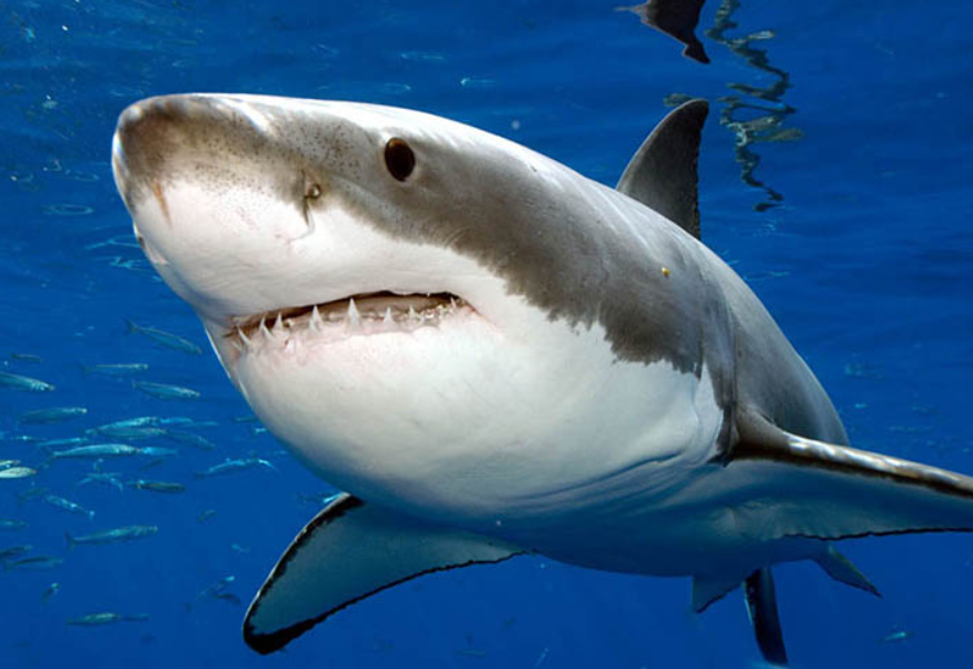 04013sd0-dd90-875x602.png