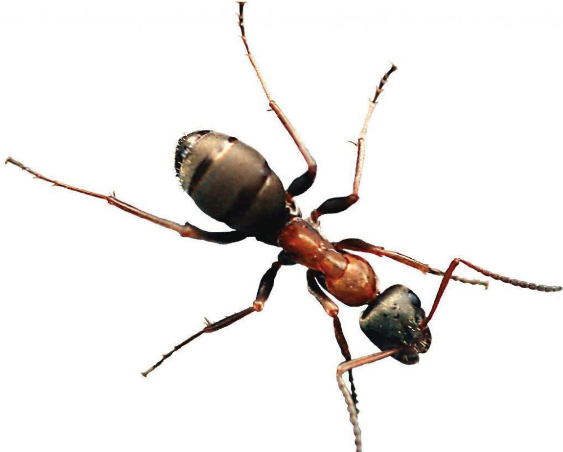 04013sp8-6b25-563x452.png