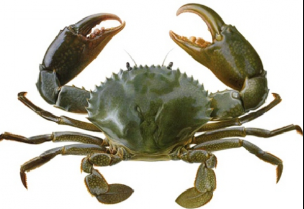 04013suk-60b7-592x407.png