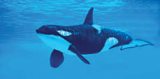 04013wau-1c5e-229x114.png