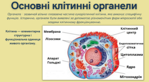 Презентація. Основні клітинні органели