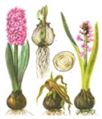 040147ww-81b2-146x170.png