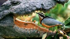 Египетский бегунок (лат. Pluvianus aegyptius) - YouTube