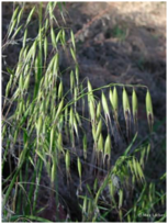 04014a8p-f0df-153x204.png