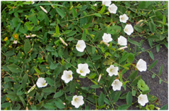 04014aa0-a80a-238x156.png