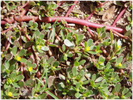 04014abh-6de0-270x203.png